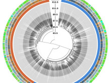 ciencia/20261011/equipo-cientifico-consigue-crear-mayor-arbol-genealogico-partir-sola-celula_468575