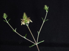 espana/comunidad-valenciana/20261012/nueva-planta-alicante-lleva-nombre-cristina-gallardo-agente-medioambiental-fallecida-acto-servicio_468746