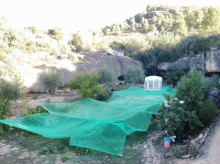 espana/cataluna/lerida/20261014/siete-detenidos-bovera-lerida-cultivar-presuntamente-87-plantas-marihuana_469256