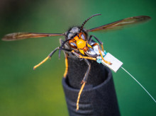 ciencia/20261014/espana-prueba-tecnologia-frenar-especies-invasoras-daninas-avispa-velutina_469435