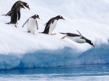 ciencia/20261014/trabajo-antartida-pagan-hasta-2481-euros-mes-vivir-rodeado-pinguinos_469493