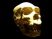 espana/castilla-y-leon/20261016/meh-burgos-muestra-primera-vez-todos-craneos-sima-huesos-atapuerca_469820