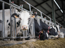 campo-y-caza/20261016/agricultores-ganaderos-percibiran-2691-millones-pagos-anticipados-ayudas-directas-pac_470388
