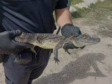 espana/comunidad-valenciana/20261017/rescatan-caiman-cauce-rio-sax-alicante_470756