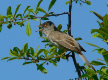 sociedad/sociedad-medio-ambiente/20261021/pajaro-visto-solo-14-veces-espana-revoluciona-localidad-asturiana-mieres_472069