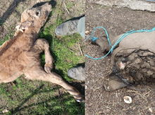 espana/castilla-y-leon/20261021/lobo-mata-nueve-animales-dos-meses-salamanca-cada-dia-vamos-duda-vamos-encontrar_472178