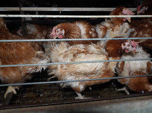 espana/baleares/20261022/dos-explotaciones-avicolas-mallorca-denuncian-animalista-alertar-posible-salmonela-huevos_472461