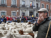 espana/madrid/20261024/1250-ovejas-160-cabras-entran-madrid-trashumancia-llega-capital-declarada-bic-nuevo-recorrido_472600