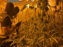 espana/la-voz-de-cordoba/actualidad/20261022/cuatro-detenidos-cordoba-plantacion-casi-600-plantas-marihuana-nave-levante_472769