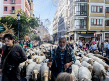 espana/madrid/20261025/ovejas-toman-madrid-pese-acampada-vivienda_473676