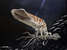 ciencia/20261026/fosil-olvidado-durante-decadas-revela-nueva-especie-calamar-diferente-todo-hemos-visto_473793