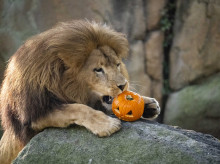 espana/comunidad-valenciana/20261028/animales-bioparc-valencia-disfrutan-halloween-aterrador_474623