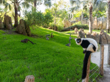 espana/comunidad-valenciana/20261030/bioparc-fuengirola-valencia-referentes-conservacion-lemures-alertan-sobre-peligro-extincion-estos-primates_475459