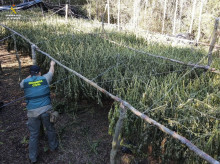 espana/cataluna/gerona/20261030/detenido-desmantelar-plantacion-1360-kilos-marihuana-vilopriu-gerona_475559