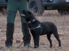 espana/20261030/seis-unidades-caninas-rastrean-vagones-accidente-urda-busca-posibles-victimas_475841