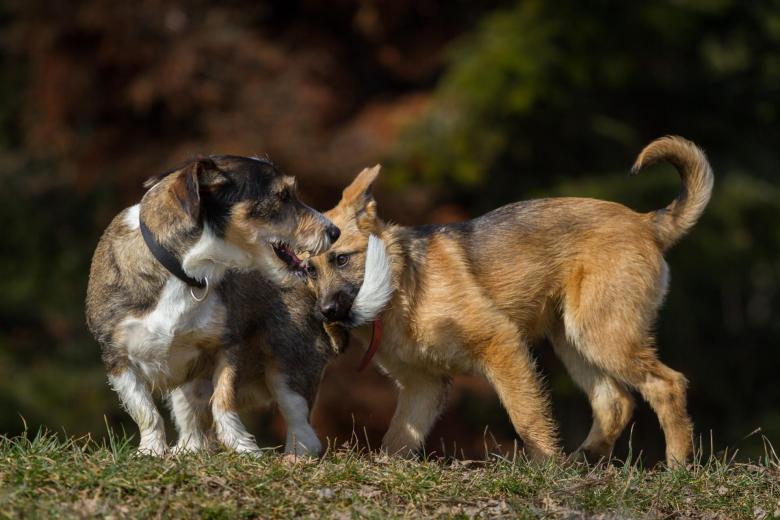 Perros