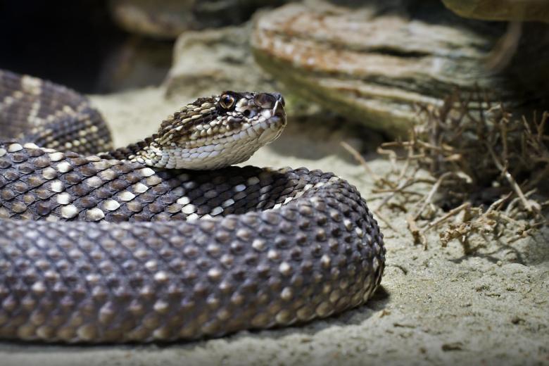 Serpiente