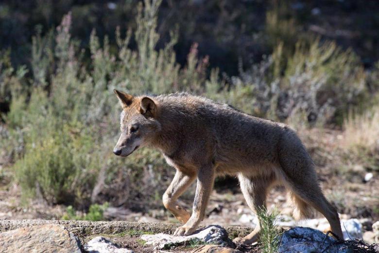 Un lobo ibérico del Centro del Lobo Ibérico en localidad de Robledo de Sanabria, en plena Sierra de la Culebra (lugar de mayor concentración de este cánido en el Sur de Europa). El Centro alberga 11 ejemplares de este animal en situación de semilibertad e intentan divulgar la convivencia histórica entre el lobo y el ser humano, en Zamora/Castilla y León (España) a 21 de febrero de 2020.
POLITICA 
Carlos Castro - Europa Press