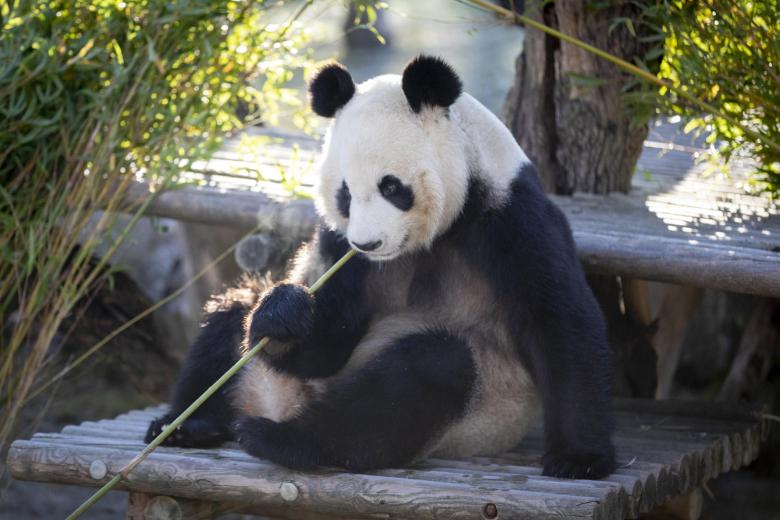 Oso panda en el Zoo Aquarium de Madrid