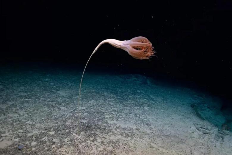 Imagen del animal descubierto a 3.000 metros bajo la superficie.
