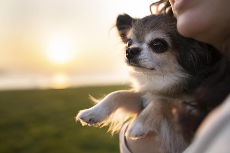 perro