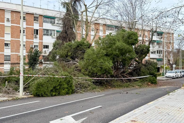 KRISTIN BORRASCA CORDOBA ARBOLES ARRANCADOS LLUVIA