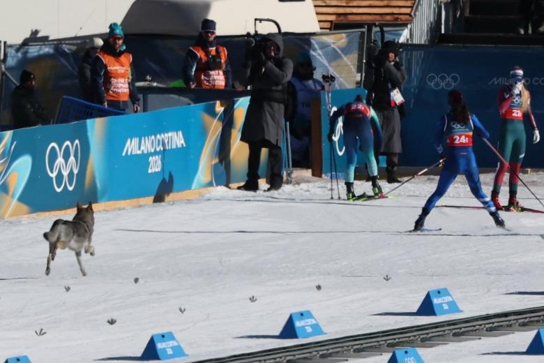 Curiosa fue la imagen durante la ronda de clasificación en el esprint por equipos femenino de esquí de fondo. Porque, de la nada, apareció lo que en un primer momento pudo parecer un lobo para el desconcierto de muchos. Era en realidad un perro lobo checoslovaco que se alejó de su dueña, una exesquiadora. El can, como si fuese otro competidor, cruzó incluso la línea de meta.
