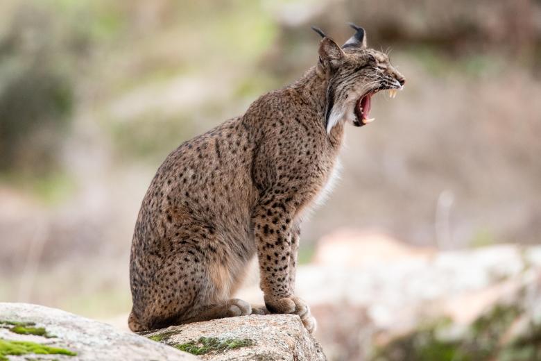 Un lince ibérico en España