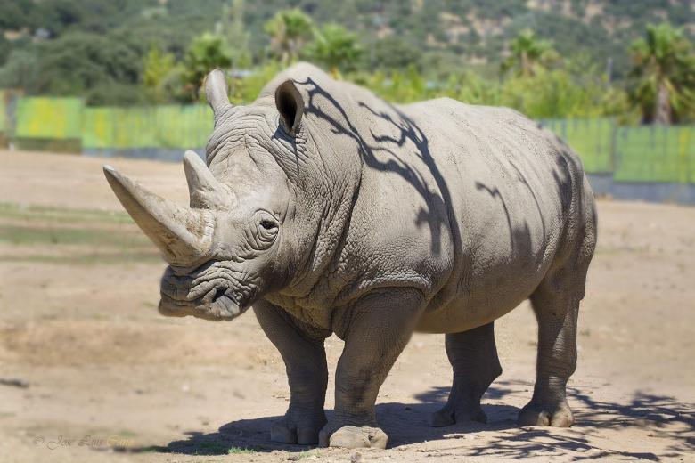Imagen de un Rinoceronte blanco en el Safari de Madrid