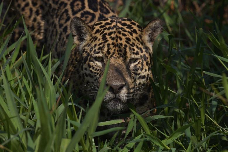 La devastación está creciendo para la red exquisitamente intrincada de especies interdependientes del Amazonas, más de tres millones de ellas, incluida la vida silvestre icónica como la poderosa águila arpía y el elegante y majestuoso jaguar.