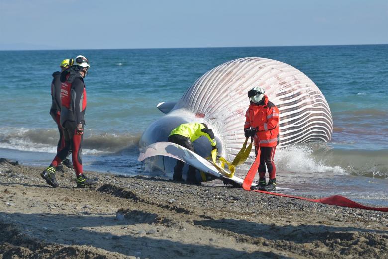 Bomberos de Málaga ayudan en los trabajos de retirada del cadáver de una ballena de nueve metros de longitud
