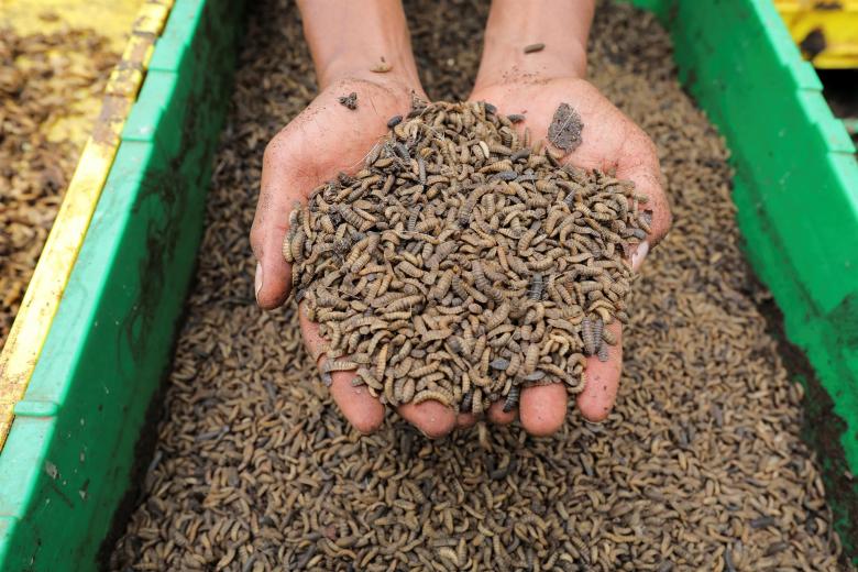 A través del cultivo de moscas soldado negras, se obtienen fertilizantes orgánicos y proteínas alternativas que se pueden incorporar a los alimentos para animales
