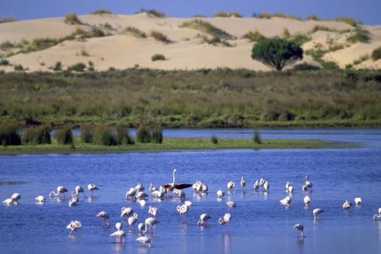 Doñana es un importante humedal situado entre las provincias de Huelva, Sevilla y Cádiz. El parque está formado por un laberinto de tierra y agua que forma un paraíso de paisajes que acoge cada año 200.000 especies de aves acuáticas. Sus marismas, lagunas, cotos, dunas, playas y acantilados disfrutan de una situación geográfica privilegiada entre el Atlántico y el Mediterráneo, por ello se pueden observar más de 300 especies diferentes de aves al año, tanto europeas como africanas.