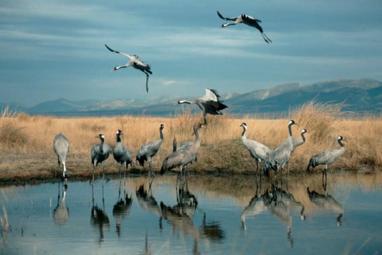 La Reserva Natural de la Laguna de Gallocanta, situada en la comarca de Daroca, se encuentra entre Zaragoza y Teruel, entre el Campo de Daroca y la Comarca del Jiloca. Es una de las mayores lagunas naturales saladas de Europa, de especial interés por la riqueza de su flora y de su fauna, con unas 220 especies de aves tanto rapaces como acuáticas. La protagonista de este lugar es la grulla, que se ha convertido en icono de la región.