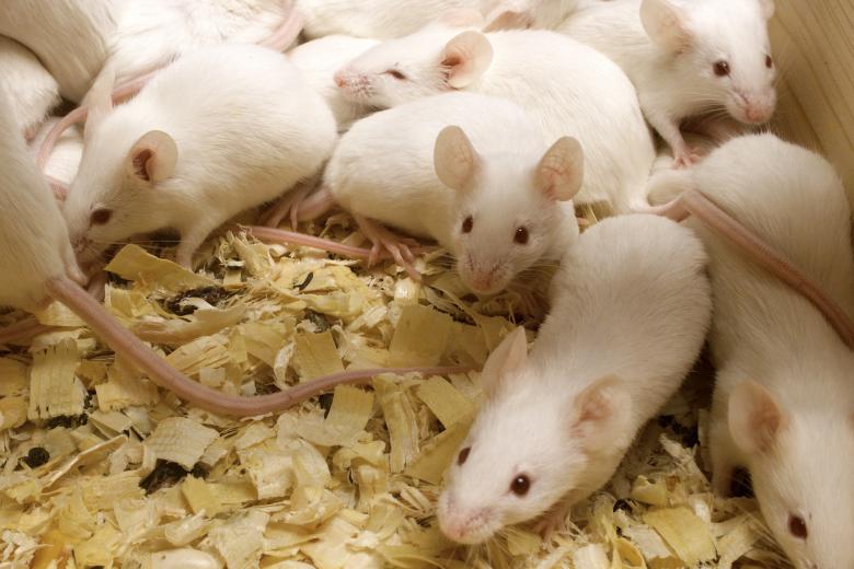Científicos del Instituto de Investigación Biomédica (IRB) de Barcelona han logrado rejuvenecer el páncreas, el hígado, el bazo y la sangre en ratones aplicando un ciclo de reprogramación celular