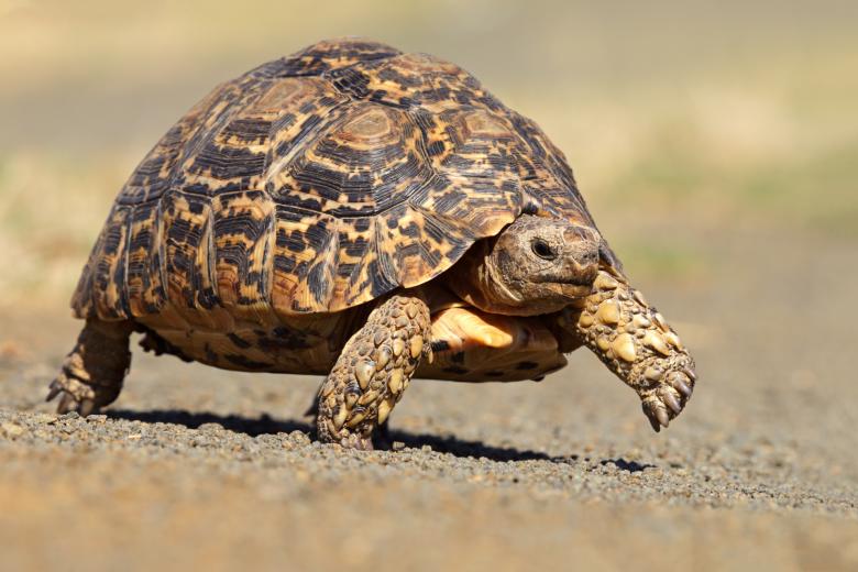 El estudio concluye que el duro caparazón de la mayoría de las especies de tortugas contribuyen a que tengan un envejecimiento más lento e incluso «insignificante»