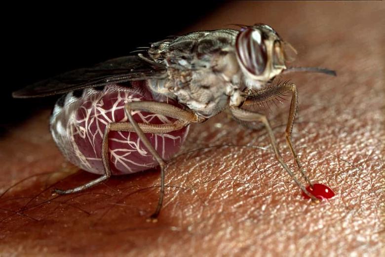 Mosca Tse-Tse