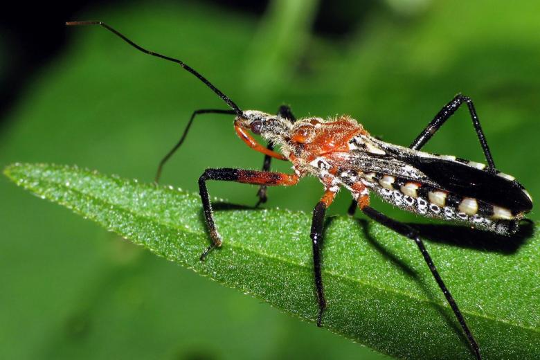 Reduviidae