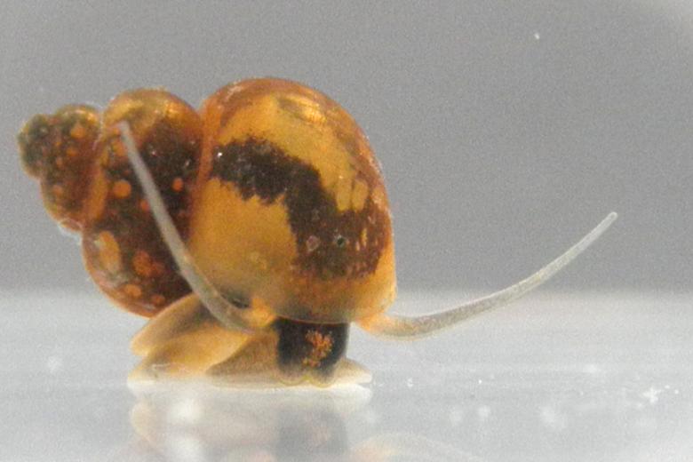 Caracoles de agua dulce