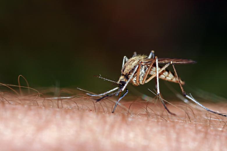 Mosquito