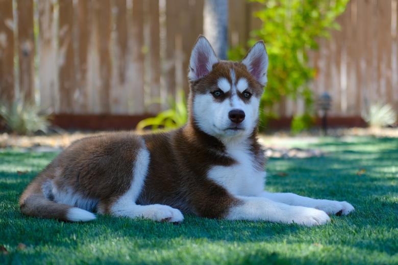 Imagen de un cachorro de Husky Siberiano