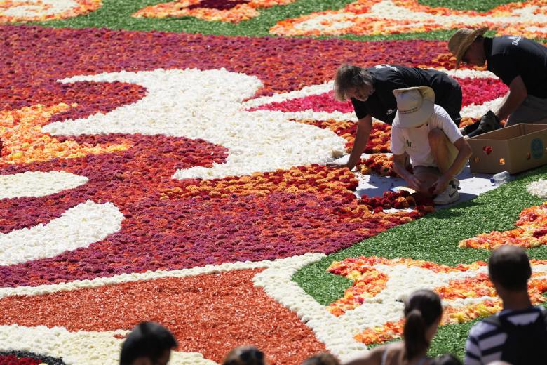 Se utilizan más de 700.000 begonias para esta alfombra. Las flores se cultivan en la región de Gante