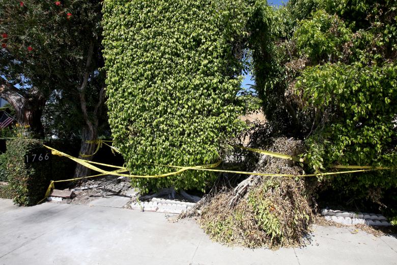 Un árbol caído en la zona del accidente que le costó la vida a Anne Heche