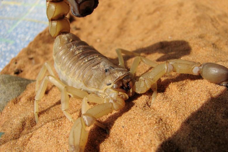 Biología. Solimary García-Hernández y Glauco Machado realizaron un estudio sobre la anatomía de los escorpiones llegando a la conclusión de que, al perder la cola y el ano, tienen más riesgo de morir por estreñimiento.