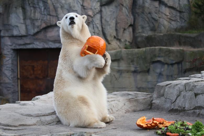 El oso polar, Eisbären en alemán, llamado Nana juega con una calabaza