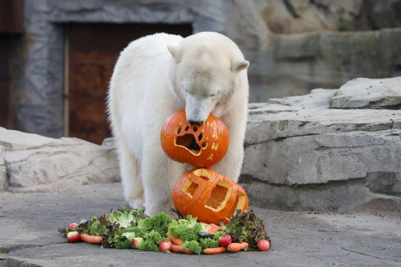 La osa polar Nana juega con el detalle que le han dejado sus cuidadores por Halloween