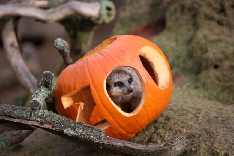 Un suricato refugiado en una calabaza de Halloween