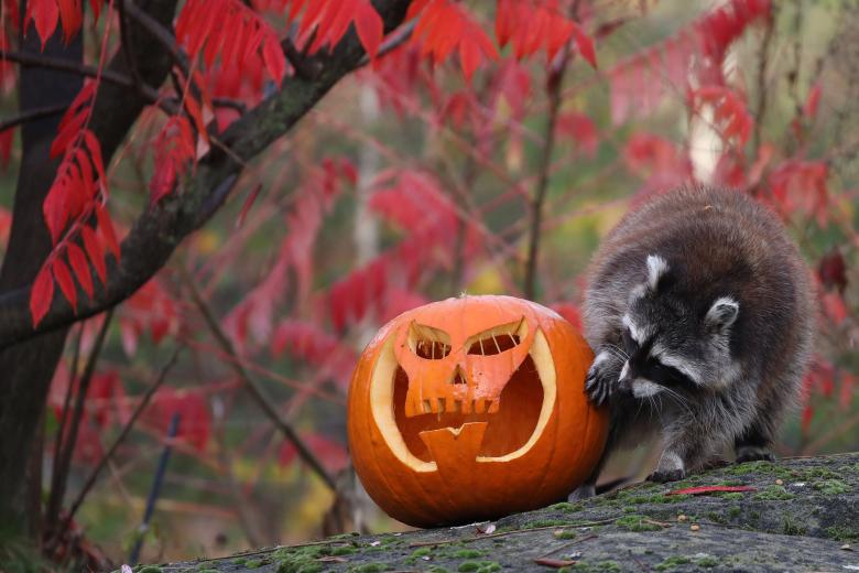 Los mapaches del zoo de Hannover también han tenido su celebración de Halloween
