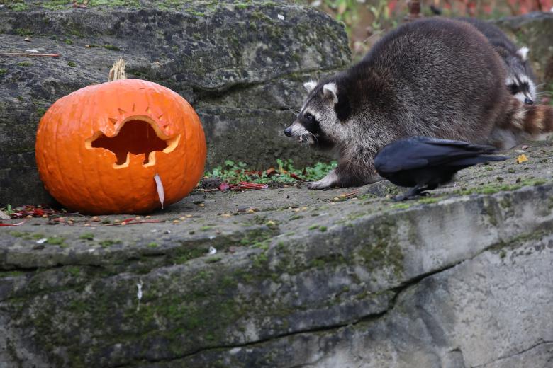 El mapache se acerca desconfiado a una calabaza de Halloween decorada con una tortuga