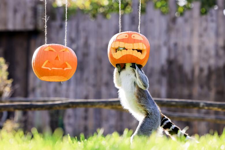 Un curioso Lemur que parece posar para esta divertida fotografía